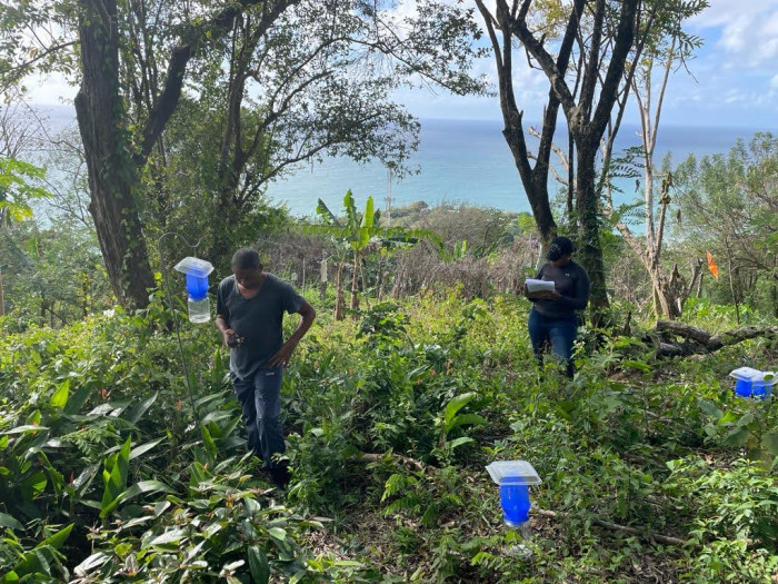 Bee survey in Tobago.