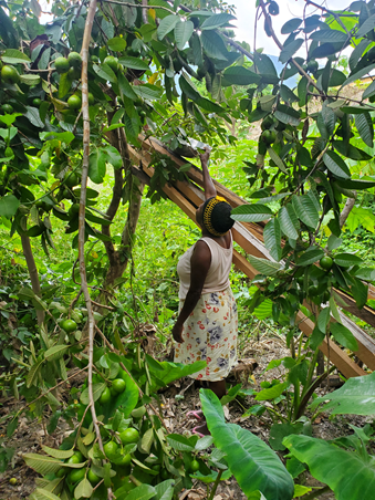 Comunitarios en sus implementaciones AbE
