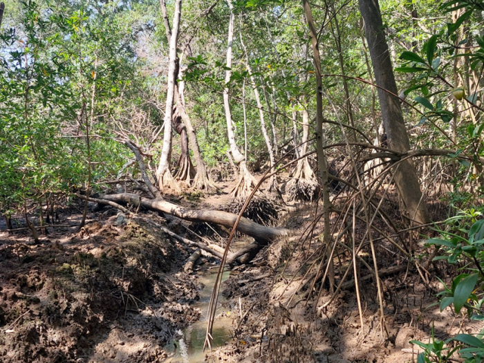 Vista del manglar en Puntarenas, Costa Rica
