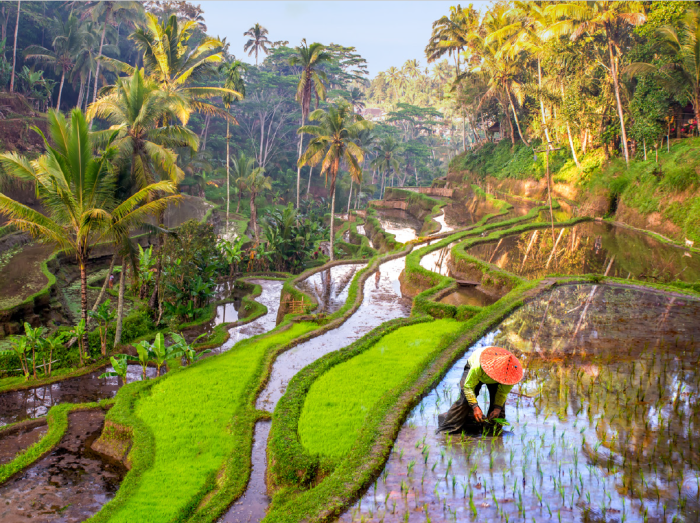 Foto de portada de la publicación: Agricultor cosechando arroz