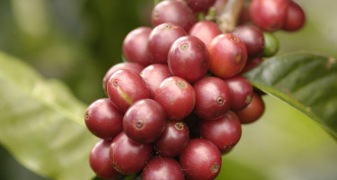 Planta de café con frutos maduros