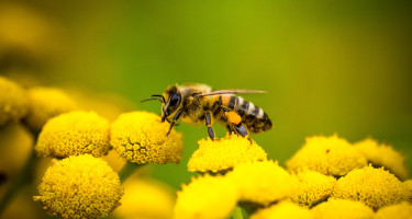 Foto de una abeja sin aguijón