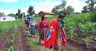 Mujeres indígenas de Guatemala atravesando un campo de milpa 