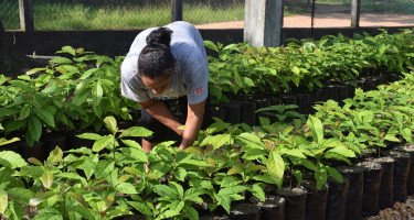 Mujer trabajando en un vivero de árboles