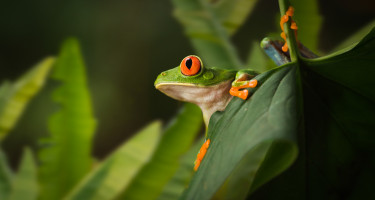 Rana verde en una hoja