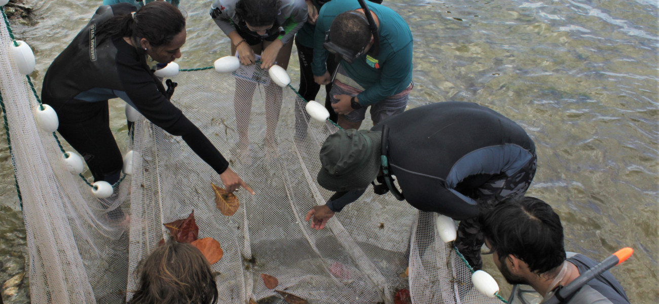 Seagrass research workshops