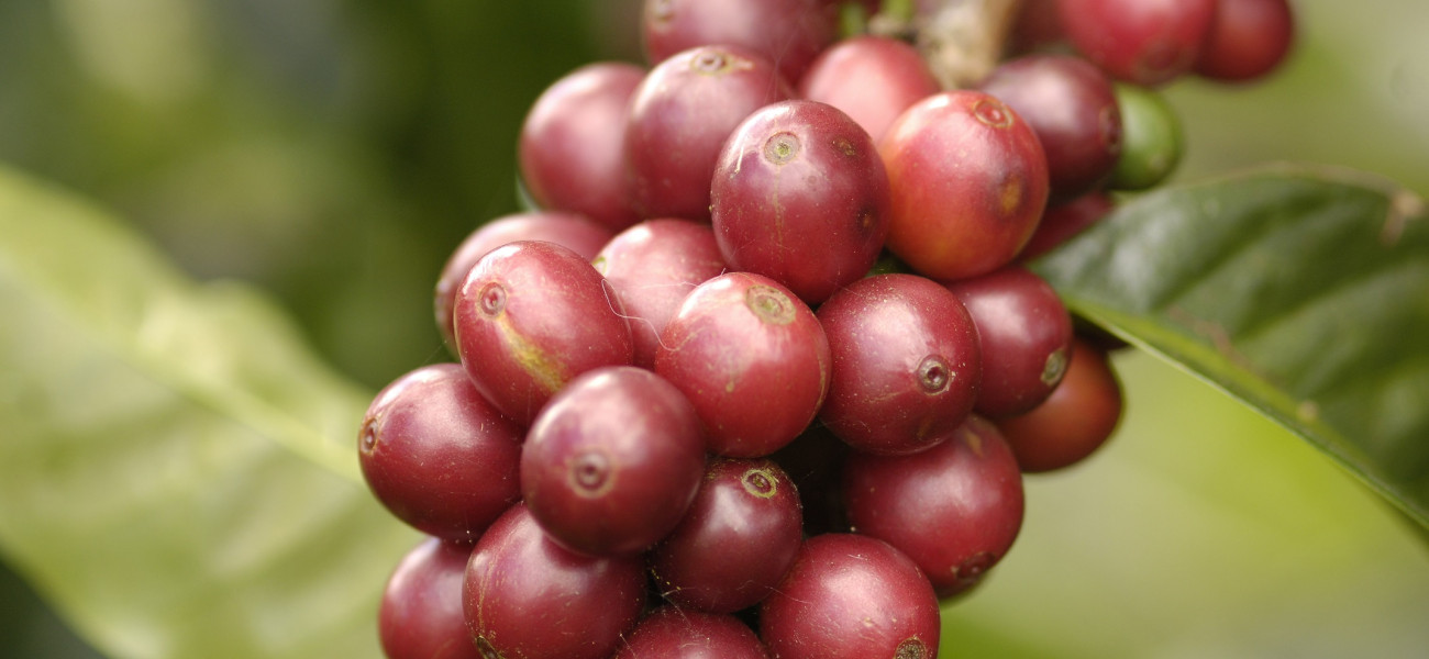 Planta de café con frutos maduros