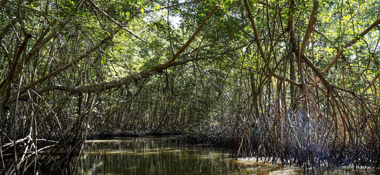 Manglar