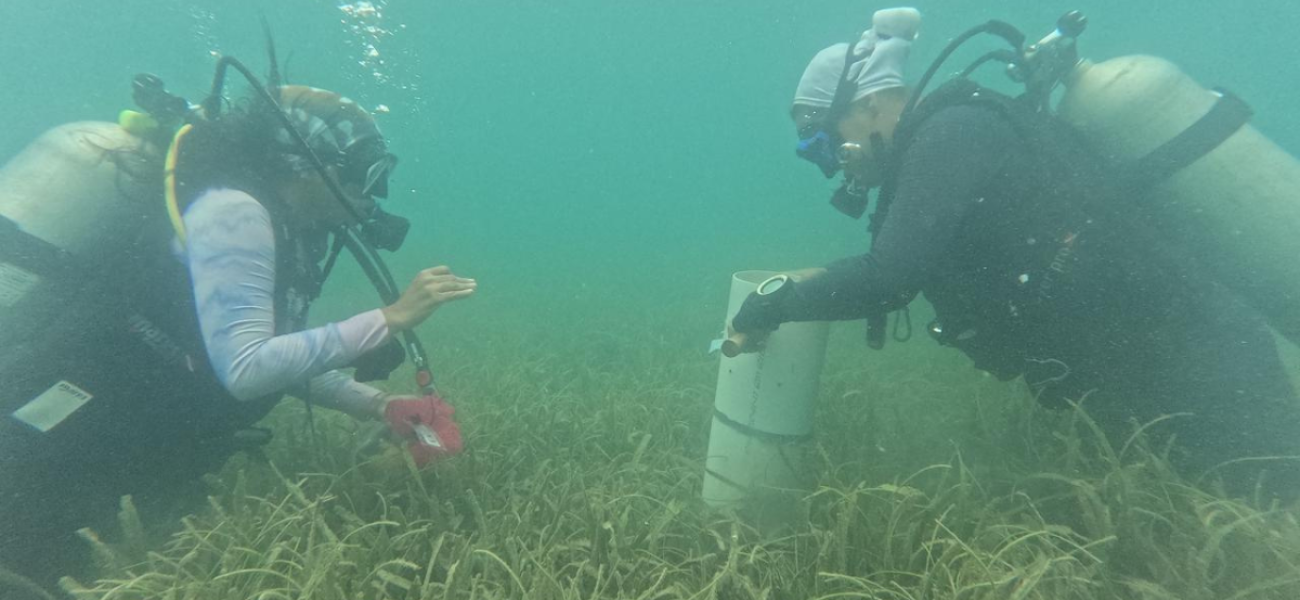 The CariCAS methodology was applied for seagrass and sediment monitoring, including fieldwork and laboratory processing, aiming to assess ecosystem health and generate reliable data for conservation efforts.