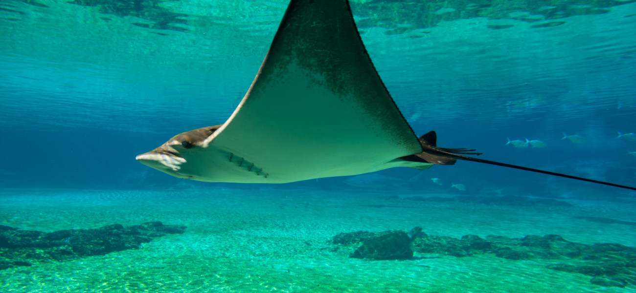 Mantaraya en el océano